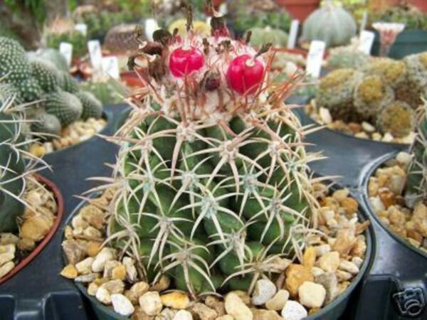 Melocactus Dowsonii Cacti Rare Cactus Seed 50 Seeds Fresh Garden