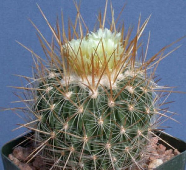 Stenocactus Albatus Exotic Cactus Rare Seed 10 Seeds Fresh Garden