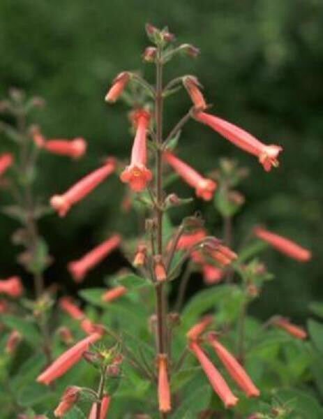 Sinningia Hybrid Red Flowers Succulent Seed 20 Seeds Fresh Garden
