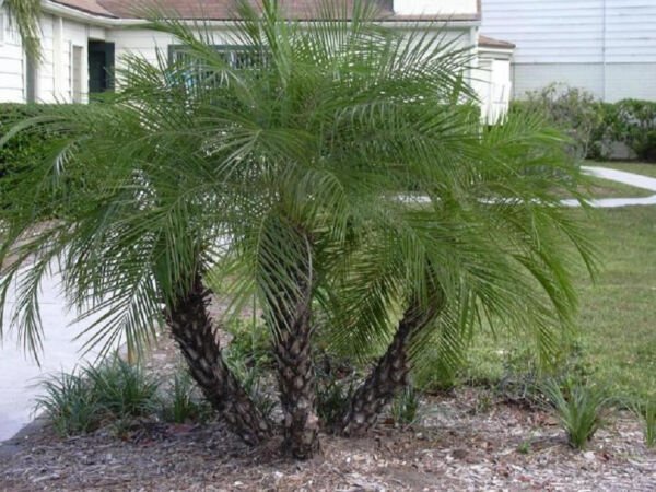 Phoenix Roebelenii Pygmy Date Palm Exotic Rare Palms Semi Plant Seed 25 Seeds Fresh Garden