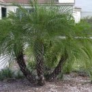 Phoenix Roebelenii Pygmy Date Palm Exotic Rare Palms Semi Plant Seed 25 Seeds Fresh Garden