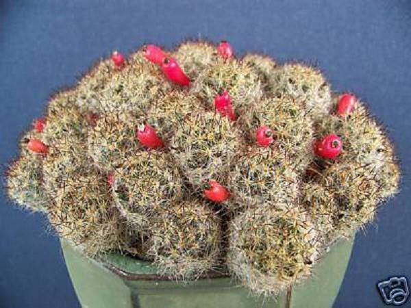 Mammillaria Prolifera Cacti Rare Cactus Seed 20 Seeds Fresh Garden
