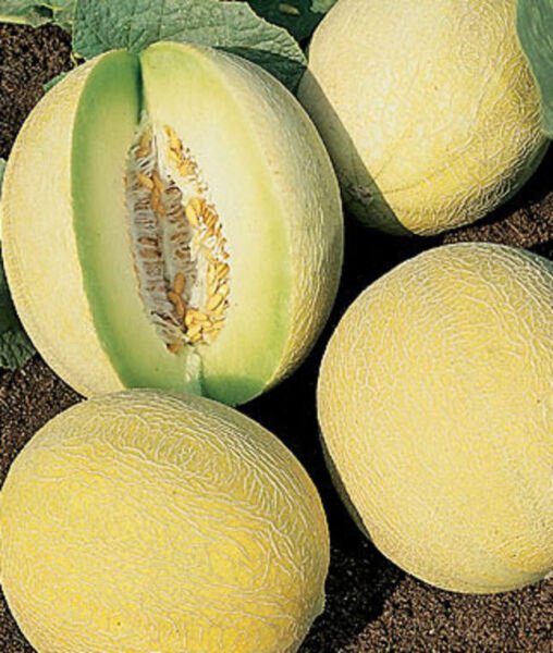 Honeydew Melon Dulce Sweet Exotic Fruit Seed 50 Seeds Fresh Garden