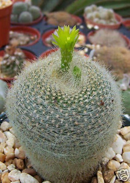 Parodia Graessneri Rare Cactus Notocactus Seed 25 Seeds Fresh Garden