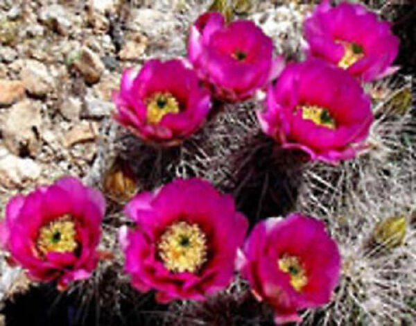Echinocereus Engelmannii Hedgehog Chocolate Scent Cactus Rare Seed 15 Seeds Fresh Garden