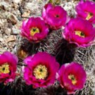 Echinocereus Engelmannii Hedgehog Chocolate Scent Cactus Rare Seed 15 Seeds Fresh Garden