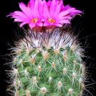 Turbinicarpus Viereckii Cacti Rare Cactus Seed 10 Seeds Fresh Garden