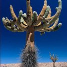 Browningia Candelaris Cacti Rare Cactus Seed 20 Seeds Fresh Garden