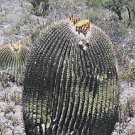 Echinocactus Ingens J Cacti Rare Cactus Seed 20 Seeds Fresh Garden
