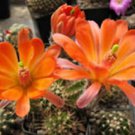 Echinocereus Scheeri Cacti Rare Cactus Seed 15 Seeds Fresh Garden