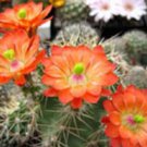 Echinocereus Polyacanthus Exotic Flowering Color Flor Rare Cactus Seed 50 Seeds Fresh Garden