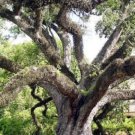 Quercus Virginiana Live Oak Tree Bonsai Seed 10 Seeds Fresh Garden