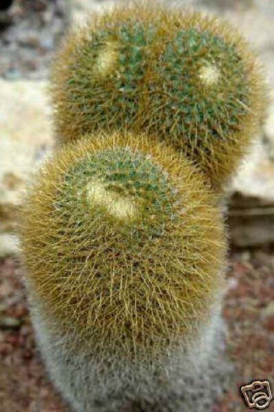Mammillaria Fuscata Exotic Cacti Rare Cactus Collection Flower Seed 1000 Seeds Fresh Garden