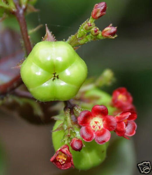 Jatropha Gossipifolia J Belly Ache Bush Seed 50 Seeds Fresh Garden