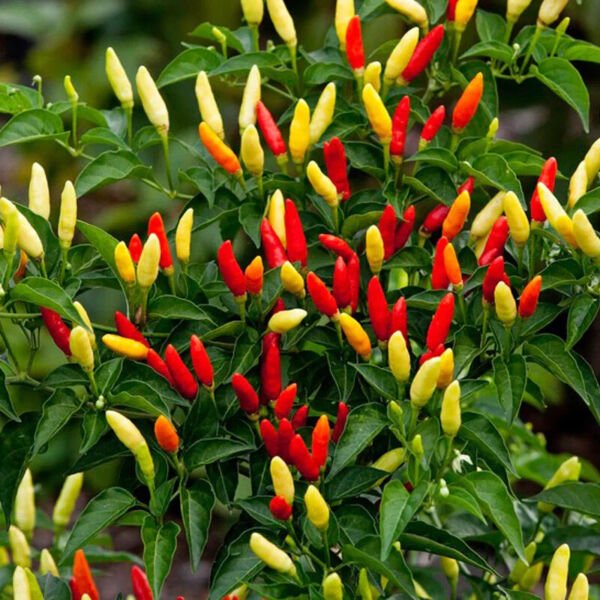 25 Tabasco Pepper Seeds Non Gmo Seeds Fresh Garden