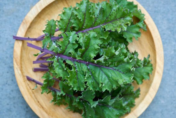 500 Red Russian Kale Seeds Non Gmo Fresh Garden