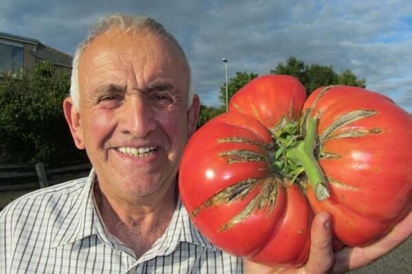 30 Giant Tomato Seeds Non Gmo Fresh Garden