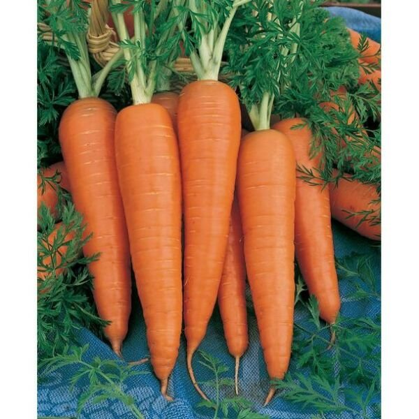 300 Danvers Carrot Seeds Non Gmo Fresh Garden
