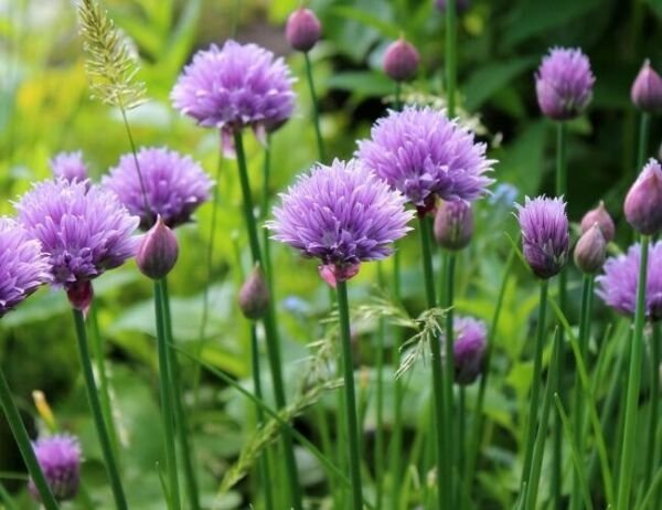 150 Chive / Chives Herb Seeds Non Gmo Fresh Garden