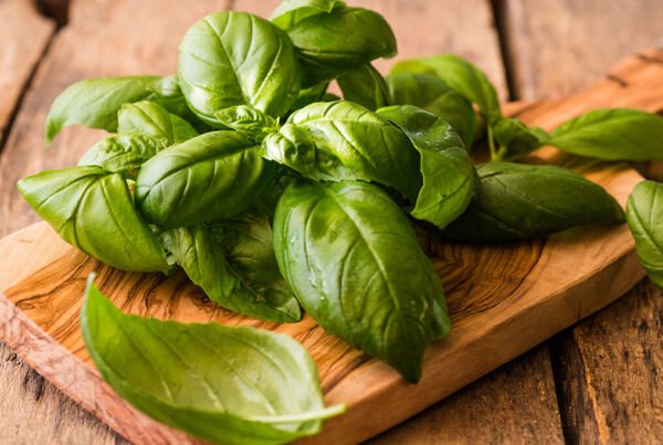 200 Genovese Basil Seeds Non Gmo Fresh Garden