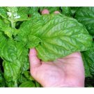 200 Italian Large Leaf Basil Seeds Non Gmo Fresh Garden