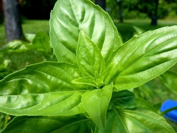 200 Sweet Basil Seeds Non Gmo Fresh Garden