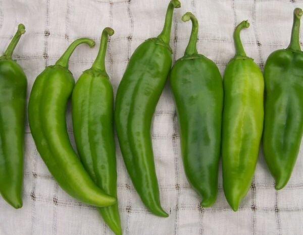 25 Hatch Rattlesnake Pepper Seeds Non Gmo Fresh Garden
