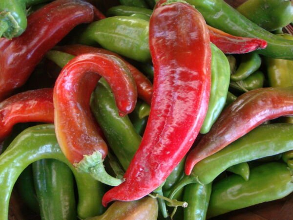 25 Hatch Ms. Junie Pepper Seeds Non Gmo Fresh Garden