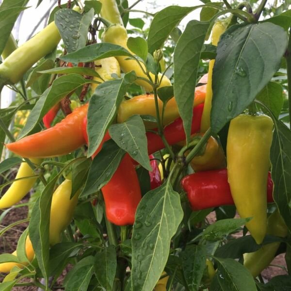 25 Hungarian Hot Wax Pepper Seeds Heirloom Fresh Garden