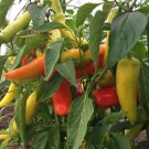 25 Hungarian Hot Wax Pepper Seeds Heirloom Fresh Garden