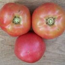 50 Traveler 76 Tomato Seeds Heirloom Non Gmo Fresh Garden