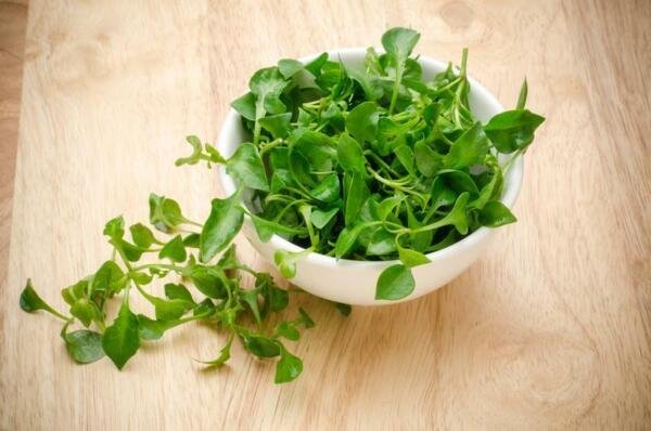 200+ Cress "Curled" Seeds Micro Greens Non Gmo Fresh Garden