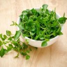 200+ Cress "Curled" Seeds Micro Greens Non Gmo Fresh Garden