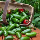 50 Jalapeno Hot Pepper Seeds Non Gmo Fast Shipping Fresh Garden