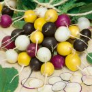 100 Halloween Blend Seeds Heirloom Fresh Garden