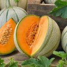 25 Tuscany Melon Seeds Non Gmo Fresh Garden