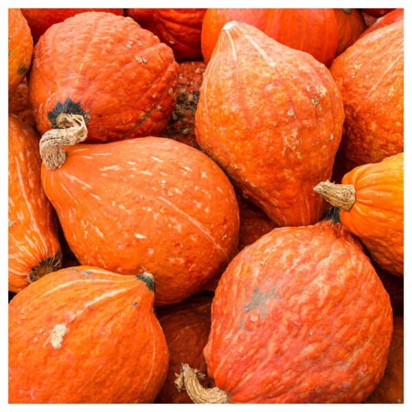 10 Golden Hubbard Winter Squash Seeds Harvest Non Gmo Fresh Garden