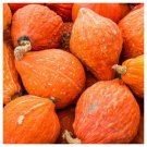 10 Golden Hubbard Winter Squash Seeds Harvest Non Gmo Fresh Garden