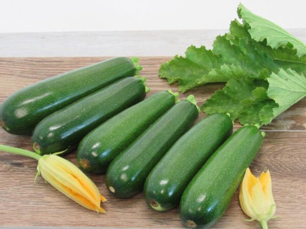 20 Dark Green Zucchini Seeds Summer Squash Harvest Non Gmo Fresh Garden