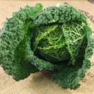 250 Savoy Cabbage Seeds Herbs Fresh Garden