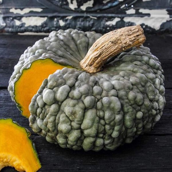 10 Marina De Chioggia Squash Seeds Winter Squash Non Gmo Fresh Garden