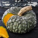 10 Marina De Chioggia Squash Seeds Winter Squash Non Gmo Fresh Garden