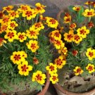 300+ Marigold French Dwarf "Naughty Marietta" Seeds 16 Inches Non Gmo Fresh Garden