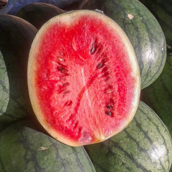 25 Watermelon Florida Giant Seeds Fresh Garden