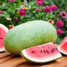 25 Watermelon Charleston Gray Seeds Fresh Garden