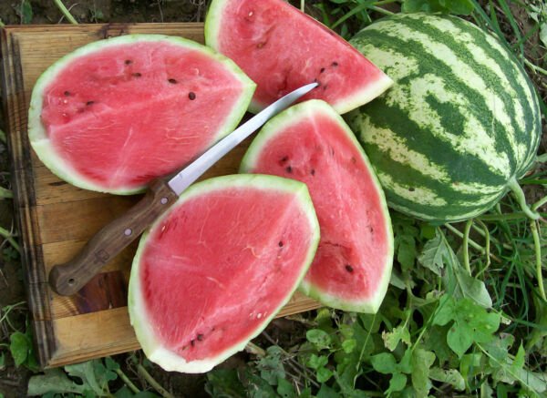 25 Watermelon Crimson Sweet Seeds Fresh Garden