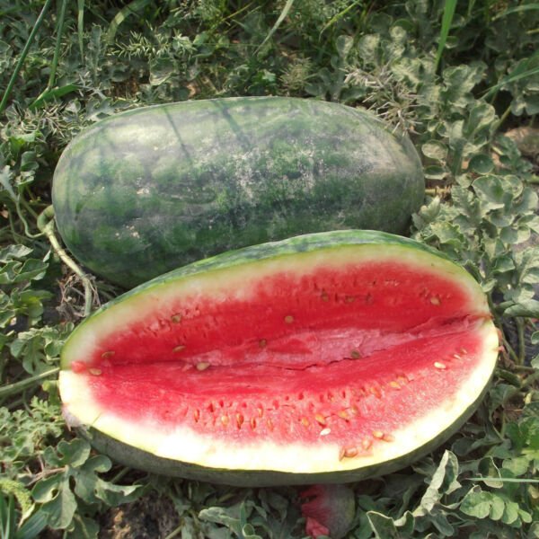 25 Watermelon Congo Seeds Fresh Garden