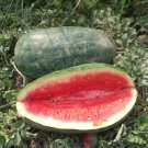 25 Watermelon Congo Seeds Fresh Garden