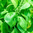 150 Clove Scented Basil Seeds Herb Non Gmo Fresh Garden