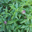 150 Licorice Basil Seeds Herb Non Gmo Fresh Garden